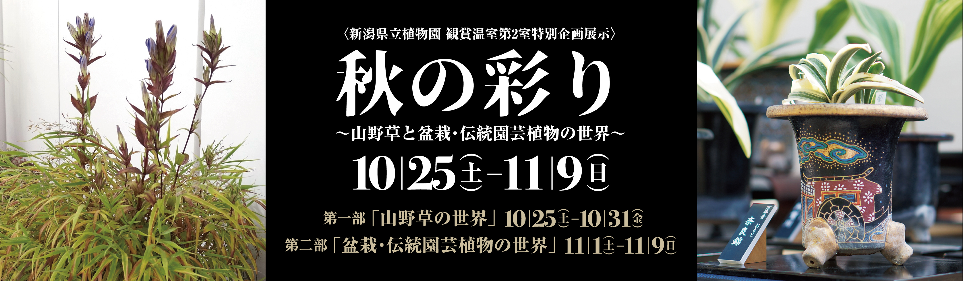 企画展示「秋の彩り」