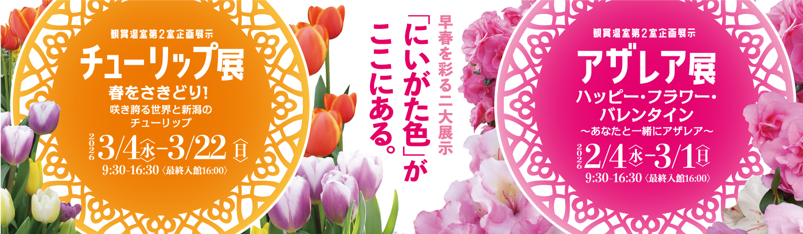 企画展示「アザレア展チューリップ展」