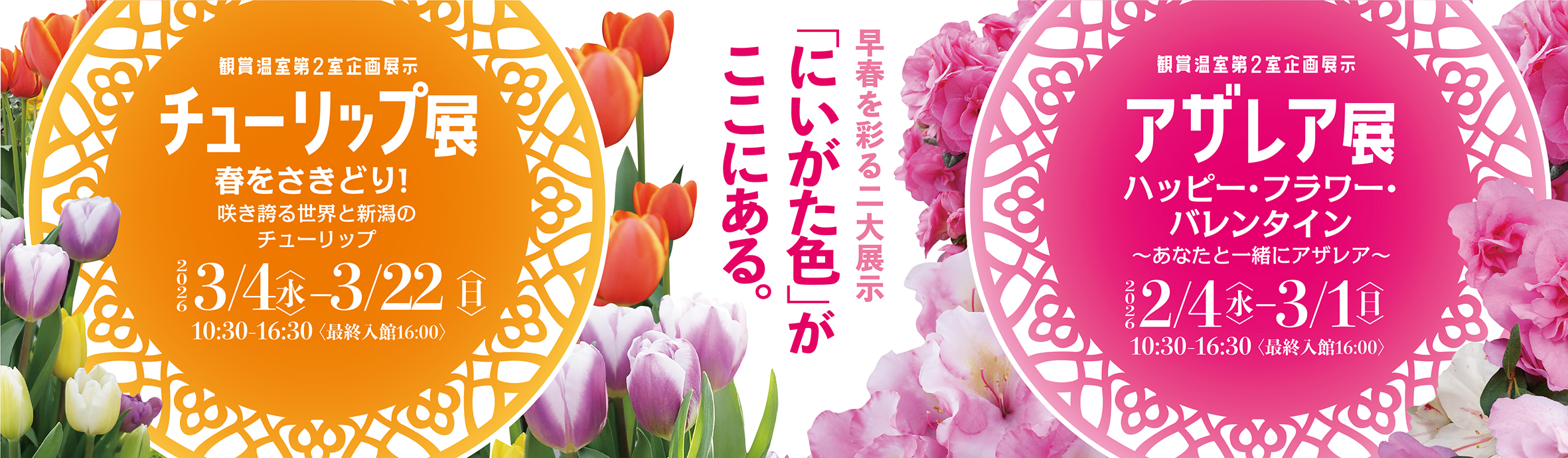 企画展示「アザレア展チューリップ展」