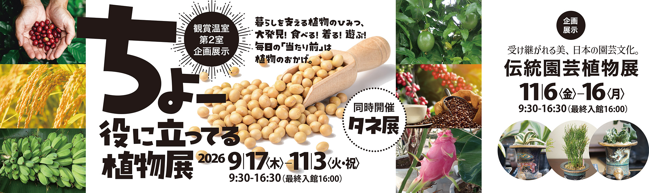 企画展示「ちょー役に立ってる植物展」