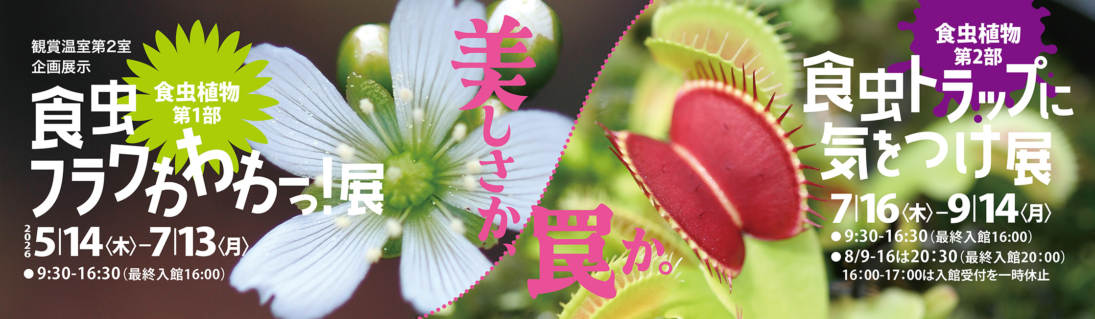 企画展示「食虫植物展」