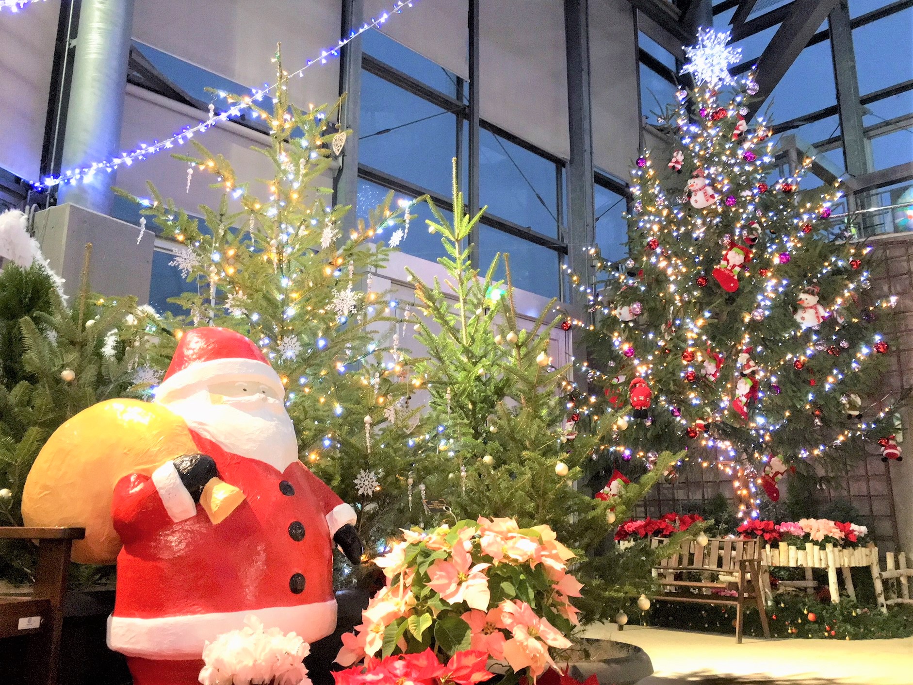 企画展示 クリスマス展 展示 講座 イベント 新潟県立植物園