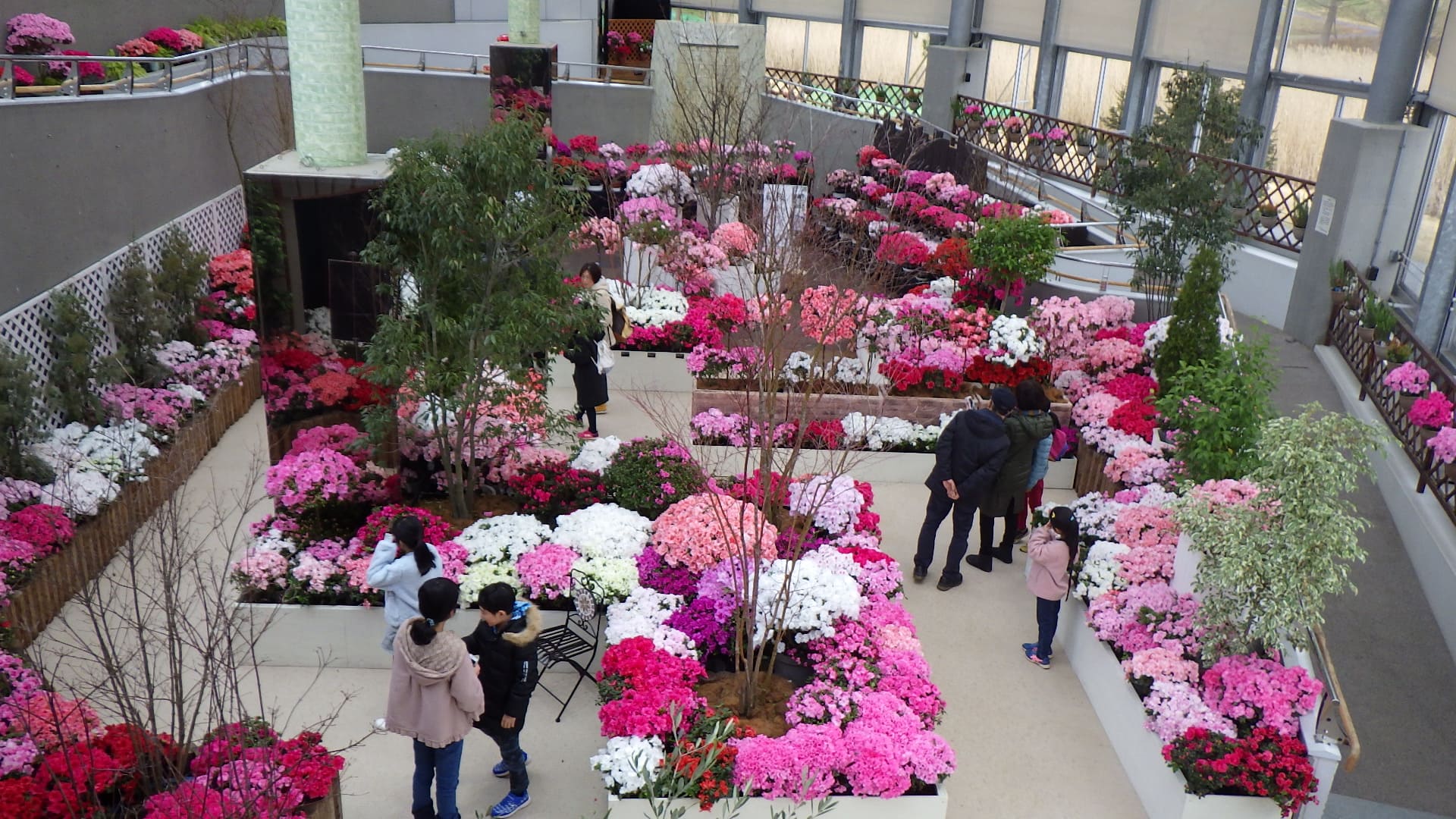 企画展示 にいがたの花 アザレア 展示 講座 イベント 新潟県立植物園