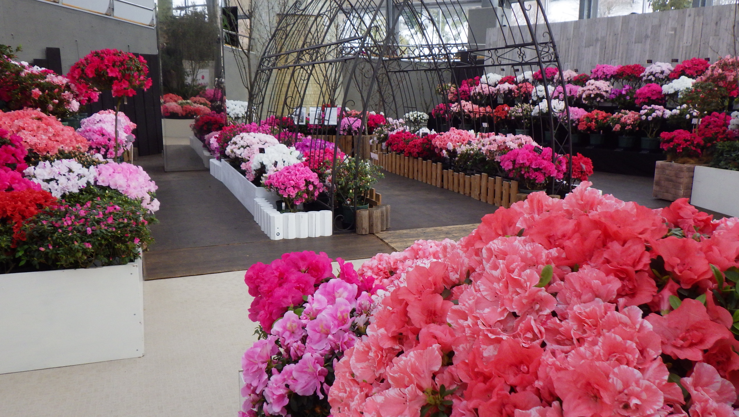 企画展示 にいがたの花 アザレア 展示 講座 イベント 新潟県立植物園