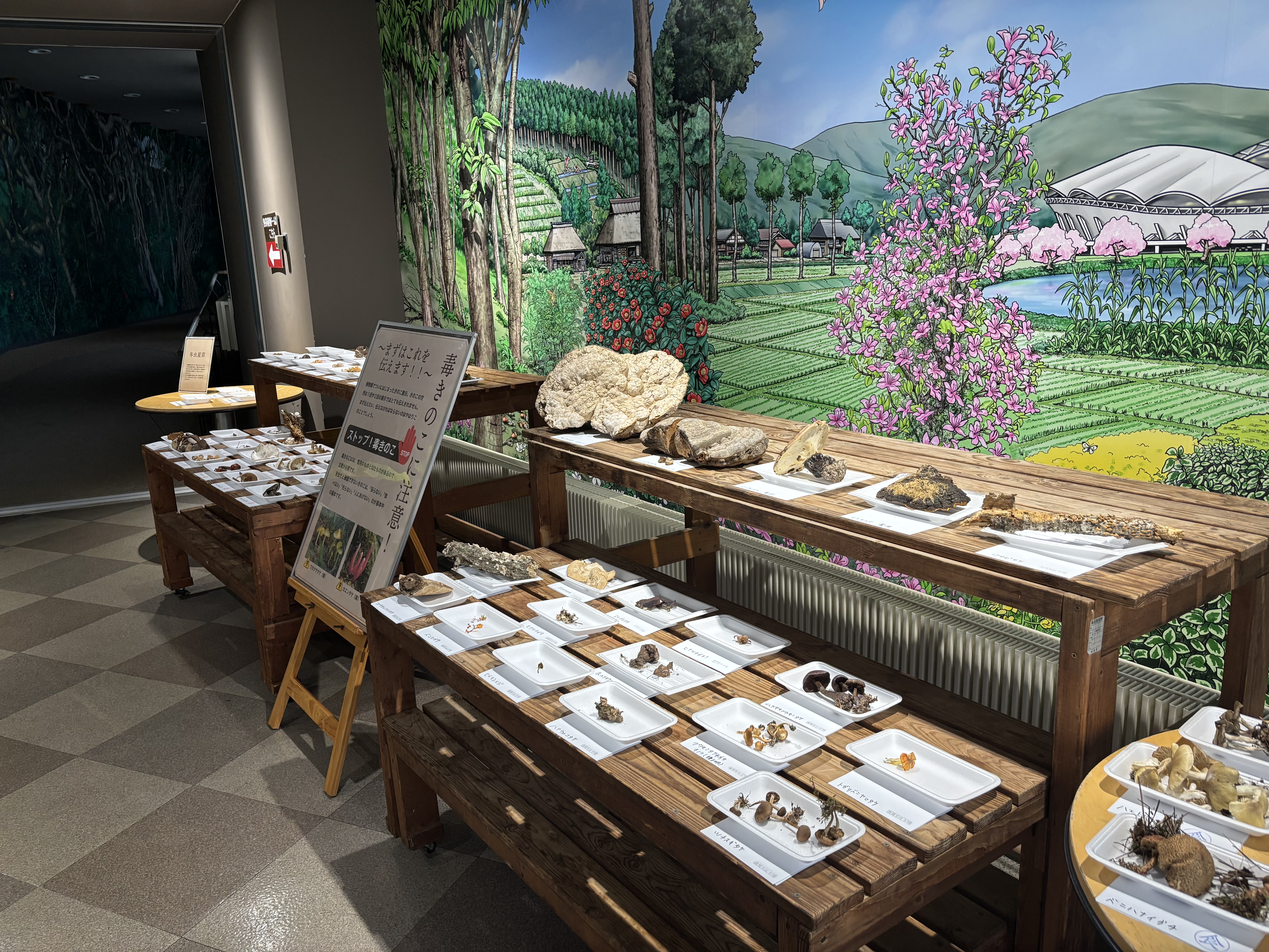 きのこ展、始まりました！！【終了しました】｜新潟県立植物園