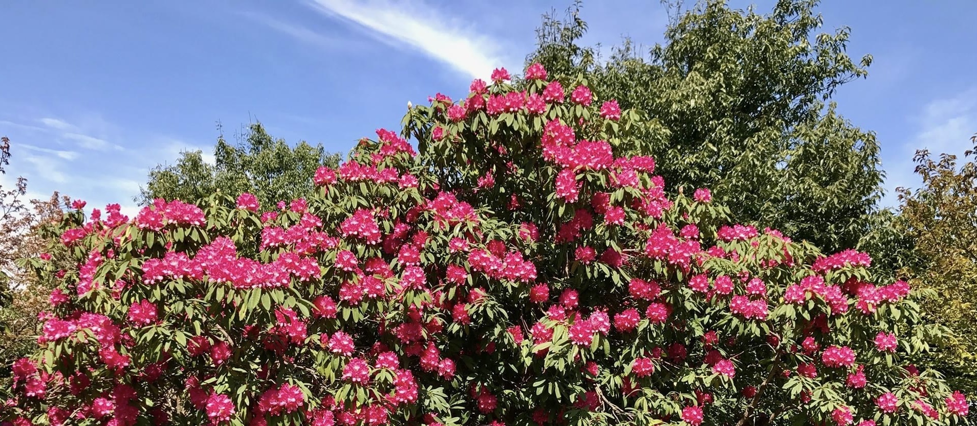 石楠花・躑躅まつり｜展示・講座・イベント｜新潟県立植物園